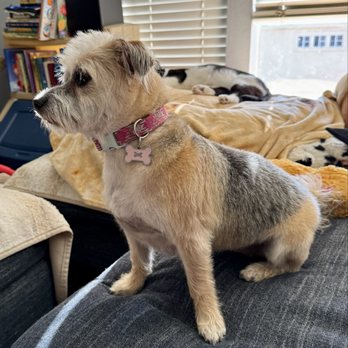 Coat & Tail Grooming - Look at that Mohawk! I mean seriously she's so cute, thanks to Sarah @CoatAndTailGrooming - Pet Groomers Near Me Coat & Tail Grooming - Look at that Mohawk! I mean seriously she's so cute, thanks to Sarah @CoatAndTailGrooming - Pet Groomers Near Me