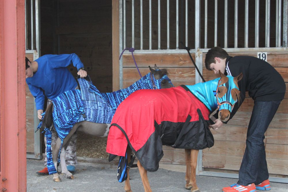 Weeping Willow Miniatures - equestrian in Knoxville, TN