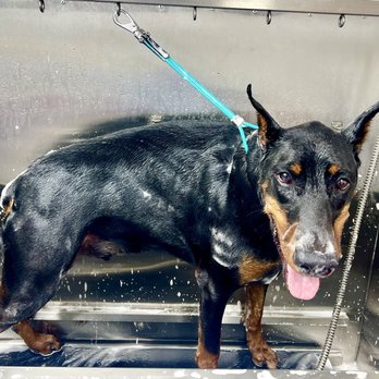Dog Wash Pros - Pet Groomers Near Me
