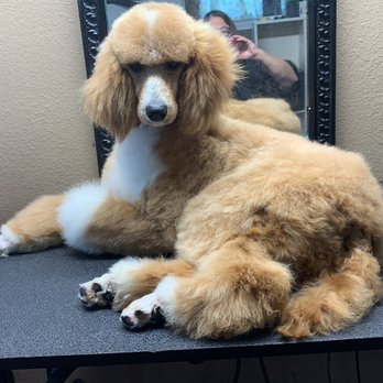 Charlotte's Canine Creations - Hannah B. Thompson - Pet Groomers Near Me Charlotte's Canine Creations - Hannah B. Thompson - Pet Groomers Near Me