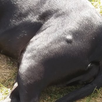 Sunny Valley Sales - Tumor growing on my dog. He has harmed my dog, has shortened her lifespan. - Body Shops Near Me - Centralia, Washington Sunny Valley Sales - Tumor growing on my dog. He has harmed my dog, has shortened her lifespan. - Body Shops Near Me - Centralia, Washington