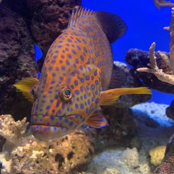 Oklahoma Aquarium - Aquariums Near Me - Jenks, Oklahoma