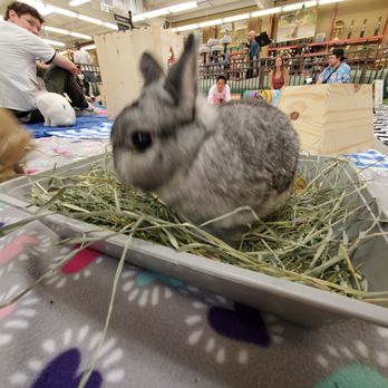 The Rabbit Haven - Rabbit Haven Bunny Hop - Pet Adoption Near Me - Los Gatos, California The Rabbit Haven - Rabbit Haven Bunny Hop - Pet Adoption Near Me - Los Gatos, California