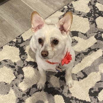 Bowser Bubbles Pet Salon - Pretty and happy girl!! - Pet Groomers Near Me - Sedalia, Colorado Bowser Bubbles Pet Salon - Pretty and happy girl!! - Pet Groomers Near Me - Sedalia, Colorado