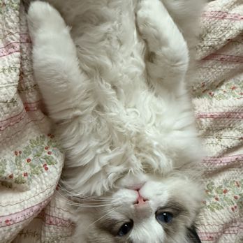 Fur Real Ragdolls - Pet Breeders Near Me Fur Real Ragdolls - Pet Breeders Near Me