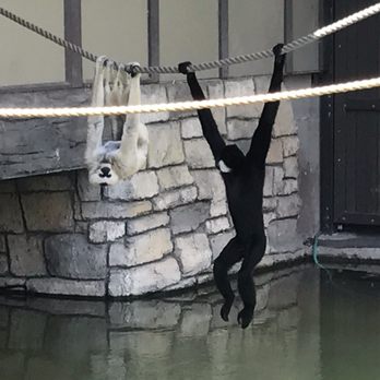 Denver Zoo - Monkeys - Zoos Near Me - Denver, Colorado Denver Zoo - Monkeys - Zoos Near Me - Denver, Colorado
