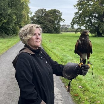 Dublin Falconry - Gorgeous Harris Hawk - Specialty Schools Near Me - Balbriggan, D