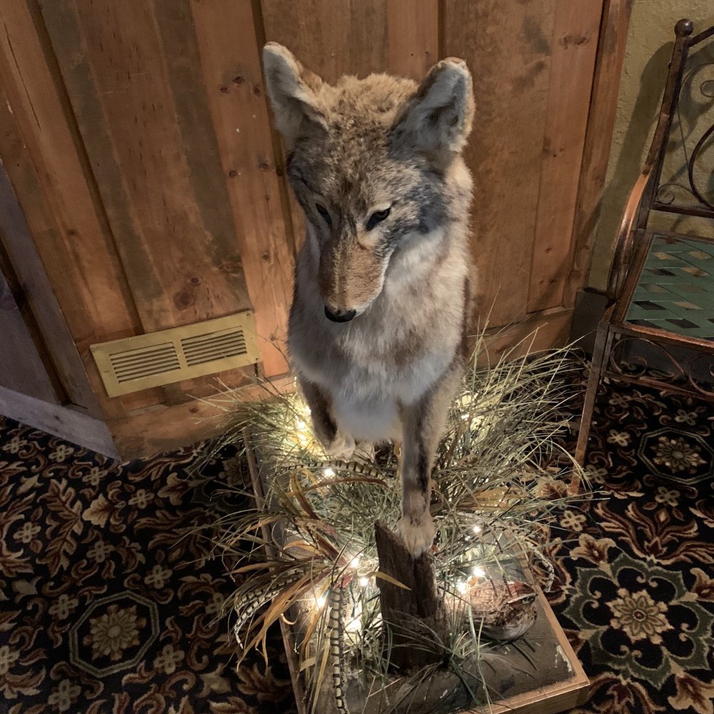 Coyote Moon Grille - a lone coyote standing on a piece of wood - American Near Me - St Cloud, Minnesota Coyote Moon Grille - a lone coyote standing on a piece of wood - American Near Me - St Cloud, Minnesota