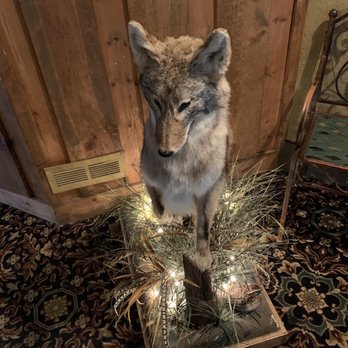 Coyote Moon Grille - a lone coyote standing on a piece of wood - American Near Me - St Cloud, Minnesota
