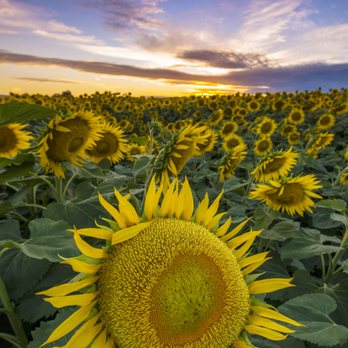 Davis Enterprise - Print Media Near Me - Davis, California