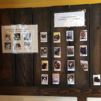 Seattle Meowtropolitan - Themed Cafes Near Me - Seattle, Washington Seattle Meowtropolitan - Themed Cafes Near Me - Seattle, Washington