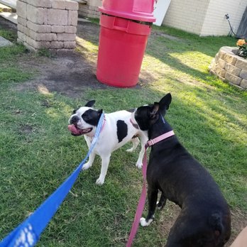 Bedford Snoball - furbaby friendly! - Ice Cream & Frozen Yogurt Near Me - Bedford, Texas