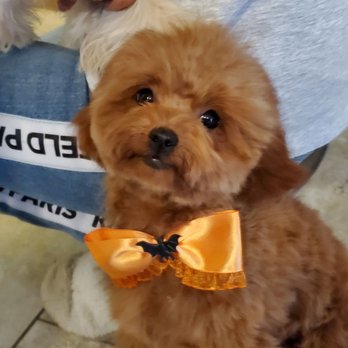 Spoiled Pup - Toy Poodle after VIP Spa Treatment at SpoiledUp - Pet Groomers Near Me - Las Vegas, Nevada Spoiled Pup - Toy Poodle after VIP Spa Treatment at SpoiledUp - Pet Groomers Near Me - Las Vegas, Nevada