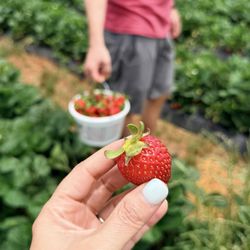 Southern Belle Farm