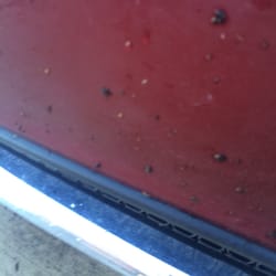 Bridgeport Car Wash - Bugs