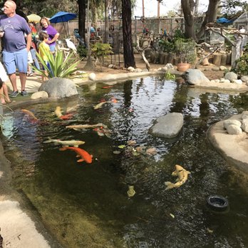 Free Flight - koi - Animal Shelters Near Me - Del Mar, California Free Flight - koi - Animal Shelters Near Me - Del Mar, California