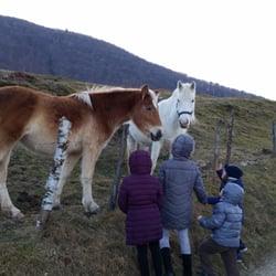Azienda Agricola Alpe Lissiga - Cavalli e mucche ansiosi di giocare coi bimbi