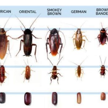 WL Pest Control - GOT ROACHES?
470-484-2819
404-509-7232
CLICK or PASTE TO BOOK
https://squareup.com/appointments/book/1QNX3GQSEQK0N/w-l-pest-control - Pest Control Near Me - Grayson, Georgia WL Pest Control - GOT ROACHES?
470-484-2819
404-509-7232
CLICK or PASTE TO BOOK
https://squareup.com/appointments/book/1QNX3GQSEQK0N/w-l-pest-control - Pest Control Near Me - Grayson, Georgia