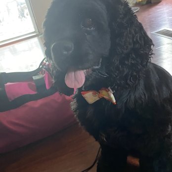 Royal Treatment - Easter bow tie, Fabulous! - Pet Groomers Near Me - Baton Rouge, Louisiana Royal Treatment - Easter bow tie, Fabulous! - Pet Groomers Near Me - Baton Rouge, Louisiana