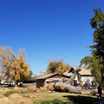 Bassett Tree Service - Tree Services Near Me - Mesa, Arizona