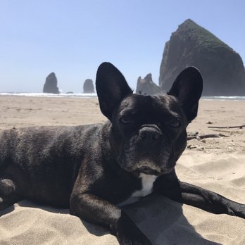 Tender Touch Animal Hospital - Marcel travels to Oregon thanks to Dr. Graf and team :) - Veterinarians Near Me - Denver, Colorado Tender Touch Animal Hospital - Marcel travels to Oregon thanks to Dr. Graf and team :) - Veterinarians Near Me - Denver, Colorado