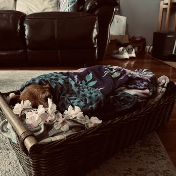 Fond Farewell - My family member and friend Ziggy. - Veterinarians Near Me - Campbell, California