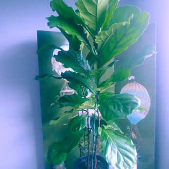 Ginger13 - I am sorry if this shows sideways, I can't get it to change, but you can see how gorgeous this plant is, I LOVE IT! - Jewelry Near Me - Honolulu, Hawaii