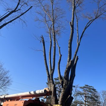 PHC Tree Services - Removal on 100ft+tree! - Tree Services Near Me PHC Tree Services - Removal on 100ft+tree! - Tree Services Near Me