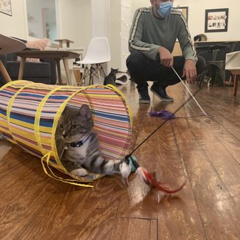 Pounce Cat Cafe - Themed Cafes Near Me - Savannah, Georgia Pounce Cat Cafe - Themed Cafes Near Me - Savannah, Georgia