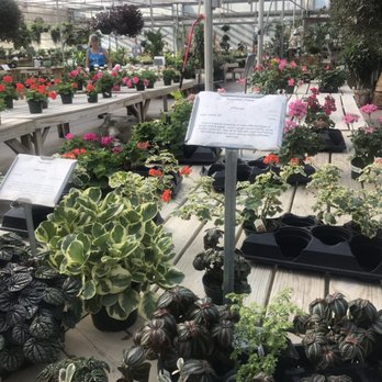 Martin Garden Center - Nurseries & Gardening Near Me - Greenville, South Carolina Martin Garden Center - Nurseries & Gardening Near Me - Greenville, South Carolina