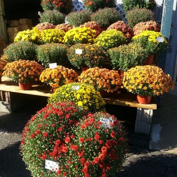 Miller Greenhouse - Nurseries & Gardening Near Me - Grand Blanc, Michigan Miller Greenhouse - Nurseries & Gardening Near Me - Grand Blanc, Michigan