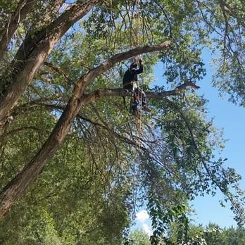 Antonio' s Tree Service -  man in a tree - Tree Services Near Me - Albuquerque, New Mexico