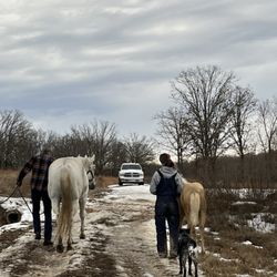 MG Horse Transport - Welcoming to their new home on 150 acres ranch