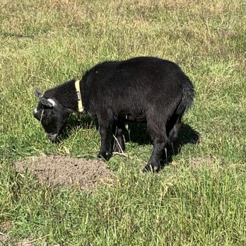 Old Borges Ranch - Goats at the ranch (pastures are currently closed until COVID restrictions are lifted) - Hiking Near Me - Walnut Creek, California Old Borges Ranch - Goats at the ranch (pastures are currently closed until COVID restrictions are lifted) - Hiking Near Me - Walnut Creek, California