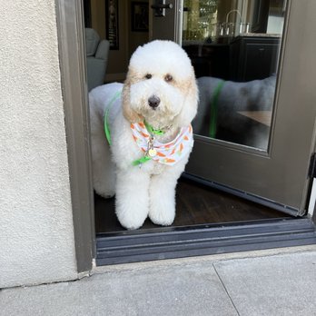 Malegic Dog Grooming - Pet Groomers Near Me Malegic Dog Grooming - Pet Groomers Near Me