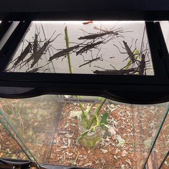 K-State Insect Zoo - Giant walking sticks - Zoos Near Me - Manhattan, Kansas