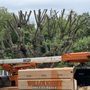 Photo of Myers Tree Service