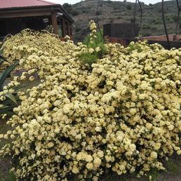 Beautiful Flowering bush as you walk in the main entrance!!