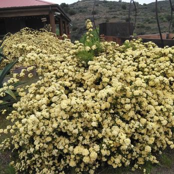 Creekside Lodge and Cabins - Beautiful Flowering bush as you walk in the main entrance!! - Bed & Breakfast Near Me - Mayer, Arizona