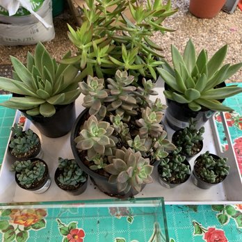 Bloom Garden Shop - succulents selected - Nurseries & Gardening Near Me - Tampa, Florida
