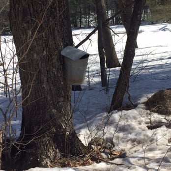Cooper's Farm - Tapping the trees! They had more high tech ones taps as well - Horse Boarding Near Me - Windham, Maine