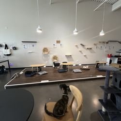 Cat Haven Lounge - Tables and climbing for cats
