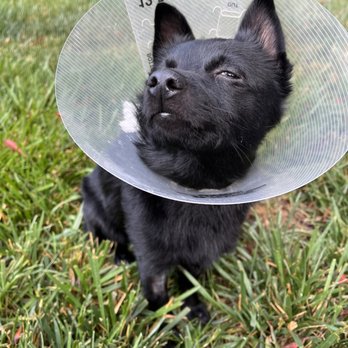 San Ramon Veterinary Hospital - Pet - Veterinarians Near Me - San Ramon, California San Ramon Veterinary Hospital - Pet - Veterinarians Near Me - San Ramon, California