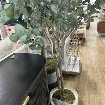 Home Goods - Plants - Department Stores Near Me - Stamford, Connecticut