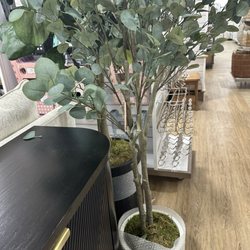 Home Goods - Plants