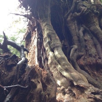 Quinault Big Cedar - Hiking Near Me Quinault Big Cedar - Hiking Near Me