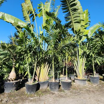 Broward Palms - Landscaping Near Me - Davie, Florida Broward Palms - Landscaping Near Me - Davie, Florida