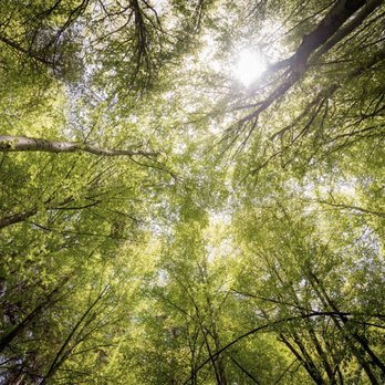 Peaceful Roots Counseling - Peaceful Roots Counseling, LLC - Counseling & Mental Health Near Me - Tampa, Florida Peaceful Roots Counseling - Peaceful Roots Counseling, LLC - Counseling & Mental Health Near Me - Tampa, Florida