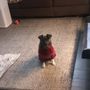 Lucky Doggy Hotel