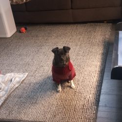 Lucky Doggy Hotel